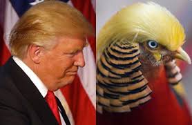 Trumpvogel