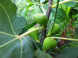 Resultado de imagem para figos de Sao Joao