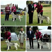 Image result for dog shows