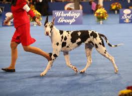 Résultat de recherche d'images pour "dog show"