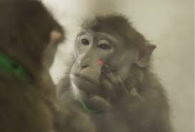 Image result for MONKEYS