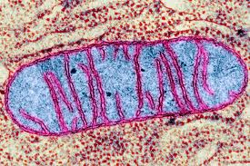 Title: Ocean Bacteria: Potential Closest Relatives of Mitochondria in our Cells