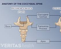 Coccyx