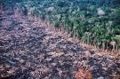 Amazon Deforestation Takes a Turn for the Worse - Scientific