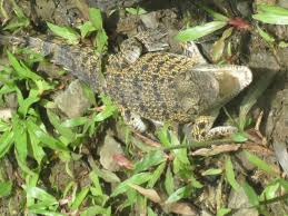 Image result for Palau Jungle River Boat Cruise