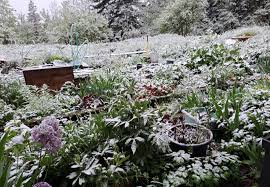Météo. En plein mois de mai, la neige fait son retour dans le Haut-Doubs