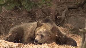 Debate over CA bill to study bringing back grizzly bears