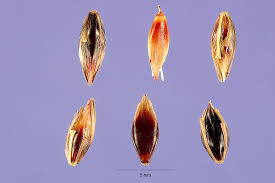 「Sorghum bicolor」的圖片搜尋結果