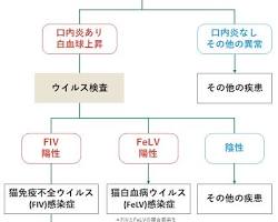 猫免疫不全ウイルス感染症の画像