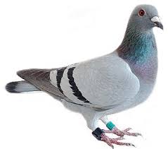 Image result for pigeons