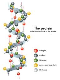 Kebutuhan protein Anda