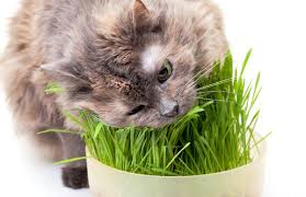 R�sultat de recherche d'images pour "herbe aux chats en appartement"