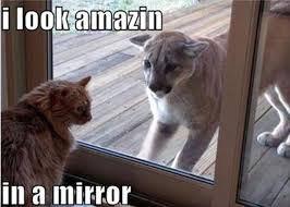 Image result for Animal Meme