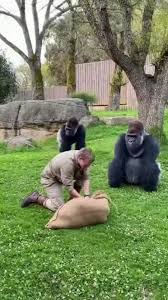 Gorillas React to Tiny Pig: Hilarious Animal Encounter | TikTok