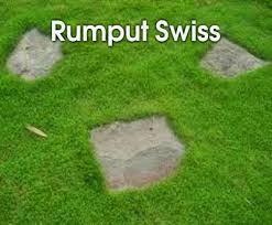 Hasil gambar untuk rumput swiss adalah