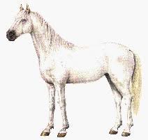 Image result for IRAN HORSES