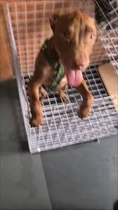 Chăm sóc cún cưng mỗi ngày | TikTok