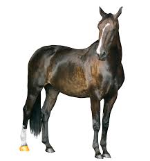 Image result for HORSE