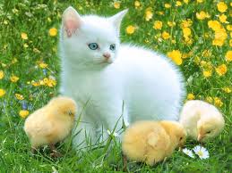 Image result for cute cat images hd