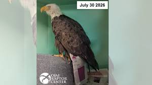 Jackie the Big Bear bald eagle has new accessory: Tail Guard