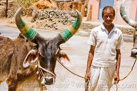 Image result for cow and man