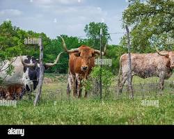 Image of herd of Texas Longhorns grazing on a ranch