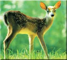  geyikler ile ilgili görsel sonucu