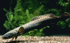 Image result for burbot fish