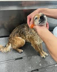 2025.12.26 ラッキーちゃん♡ #レイクサイド動物病院 #静岡県 ...