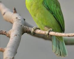 Hình ảnh về Bluethroated Barbet