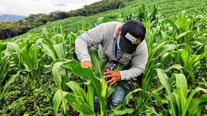 Requisitos Bono Ra&iacute;ces 2025