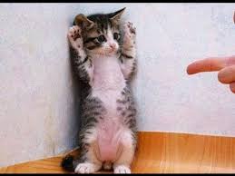 Image result for funny cats