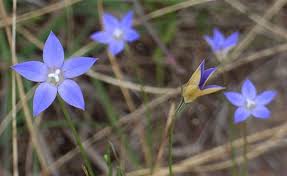 Image result for Wahlenbergia