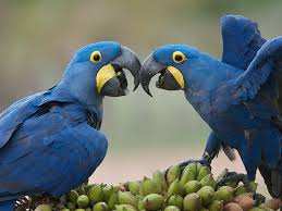 Image result for macaw parrot hd