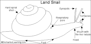 Image result for snail image