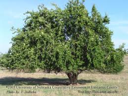 Image result for hedge apples