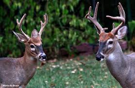 Image result for buck antlers