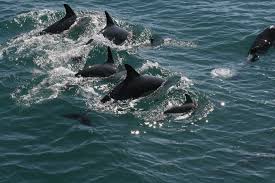 Image result for gannets at grassholm island