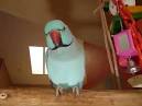 2 parrots talking to each other <?=substr(md5('https://encrypted-tbn1.gstatic.com/images?q=tbn:ANd9GcSpT2fQAvsL4xy1MHWjAd4MWK-_p4g16uL2pJdlI530blXc7usu2_OjINY'), 0, 7); ?>