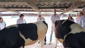Învățământul veterinar din Republica Moldova va fi modernizat - iată ce își propun autoritățile