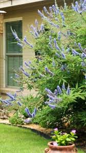 Tetradium daniellii var. hupehensis에 대한 이미지 검색결과