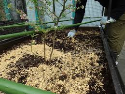 「Kanuma soil」の画像検索結果