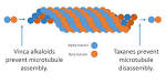 Artemether Bioavailability after Oral or Intramuscular Administration