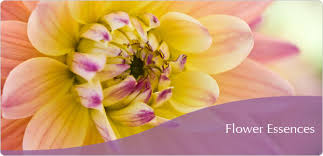 Flower Essences Course - BSY Group via Relatably.com