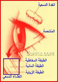 تنظيف العين من الداخل Images?q=tbn:ANd9GcSpq4RDfXNjEaZqG0Hc0bVvH2MNDjoI-JtdhfJGu9N1M7SJvHpg6Q