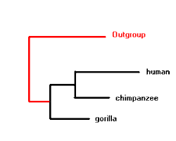 Image of rooted and unrooted phylogenetic trees