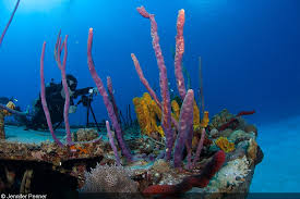 Image result for underwater footage