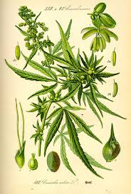 botany এর চিত্র ফলাফল