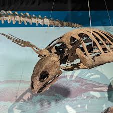 Jennifer | Happy #tracefossilthursday and #worldturtleday! Turtle shells likely evolved as an adaptation for a fossorial lifestyle (digging or... | Instagram