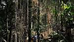 Norway cuts payments Brazil after